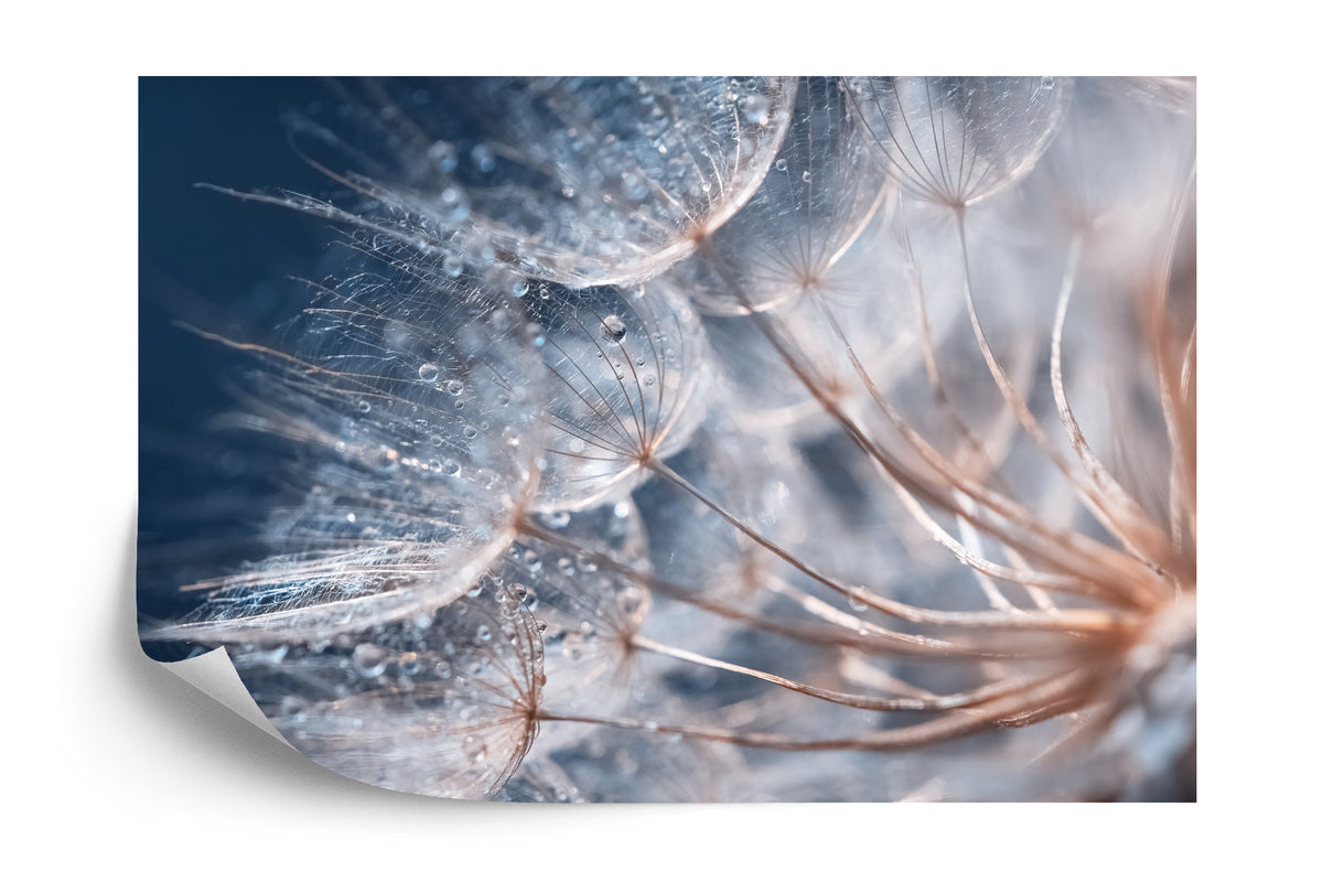 Fototapete Pusteblume mit Tautropfen - Sanfte Makro-Aufnahme