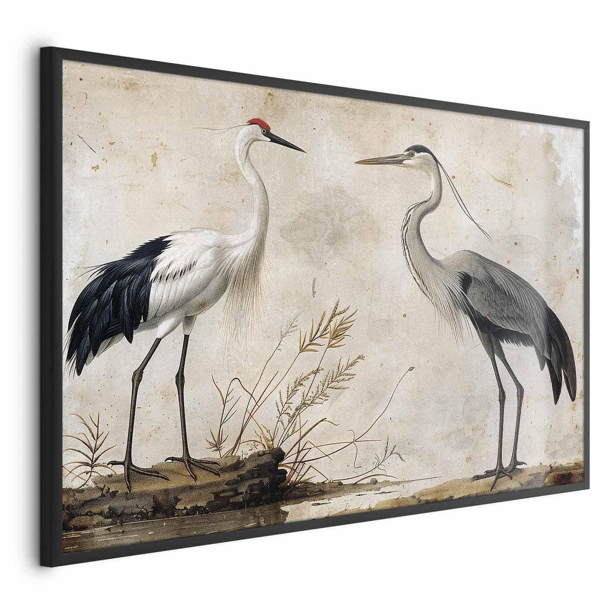Poster - Birds from an Old Engraving - vintage-style illustration of a heron and a crane