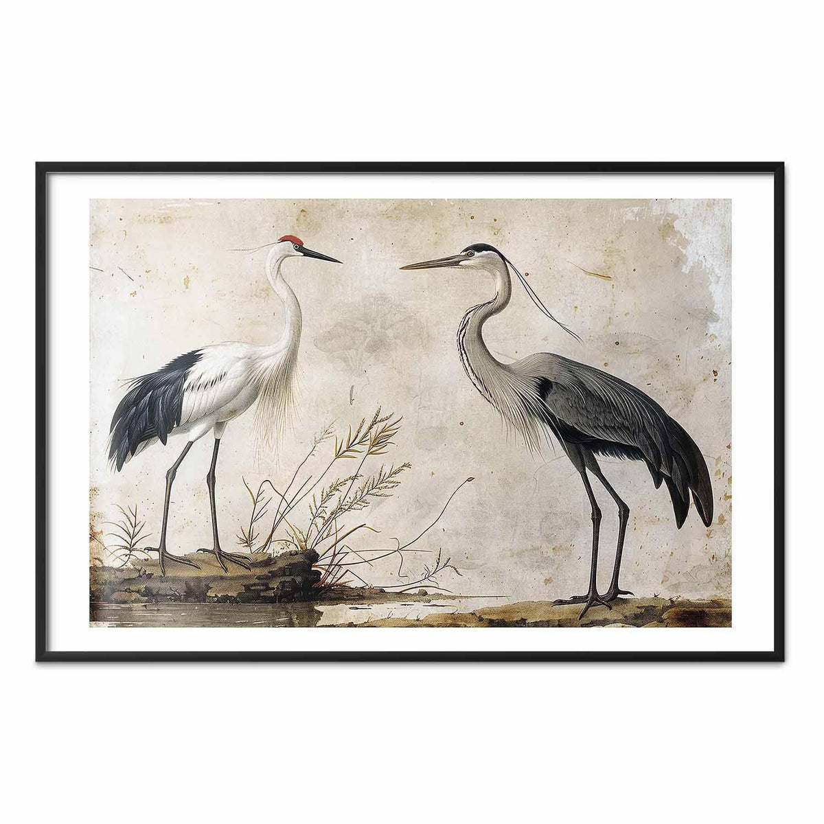 Poster - Birds from an Old Engraving - vintage-style illustration of a heron and a crane