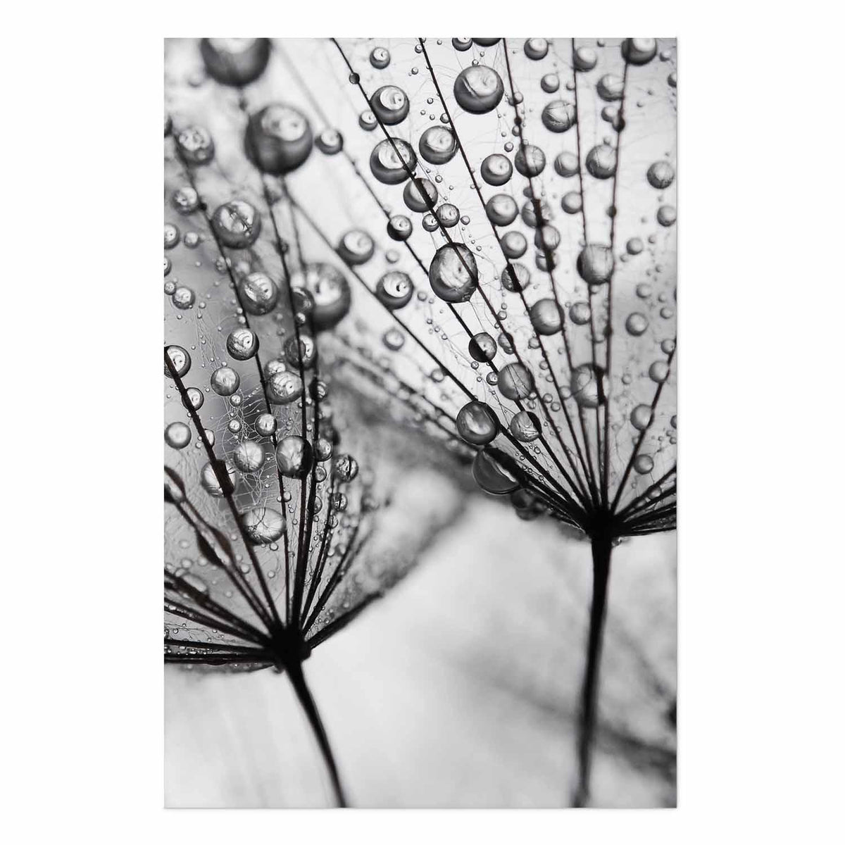 Poster - Macro Dew