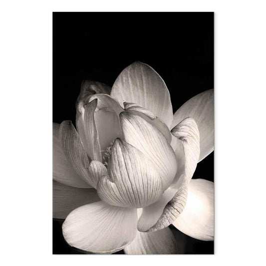 Leinwandbild - Delicacy of Petals in Nature (1-part) - Flower in Black and White