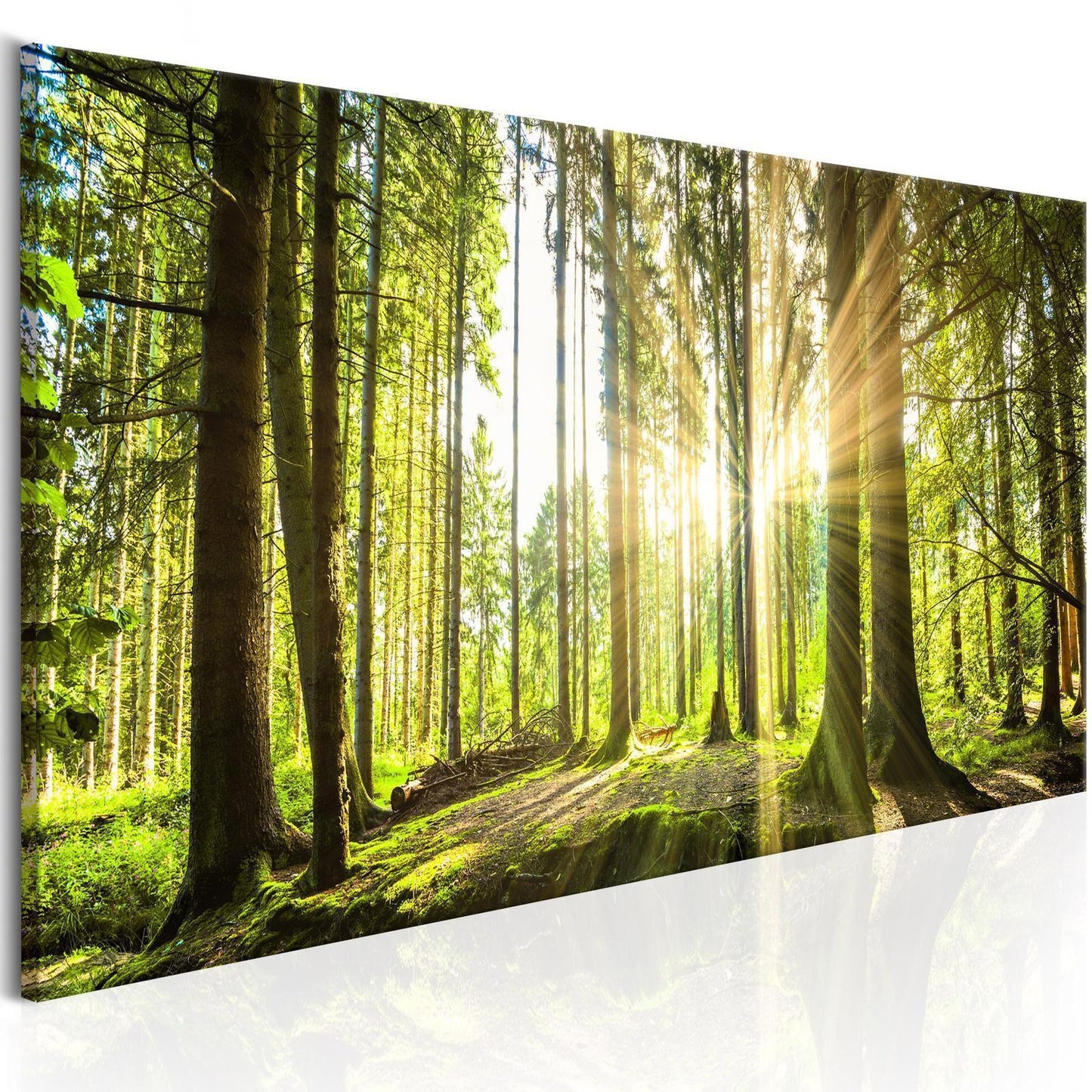 Leinwandbild „Tageslicht“ – Sanftes Sonnenlicht trifft Natur