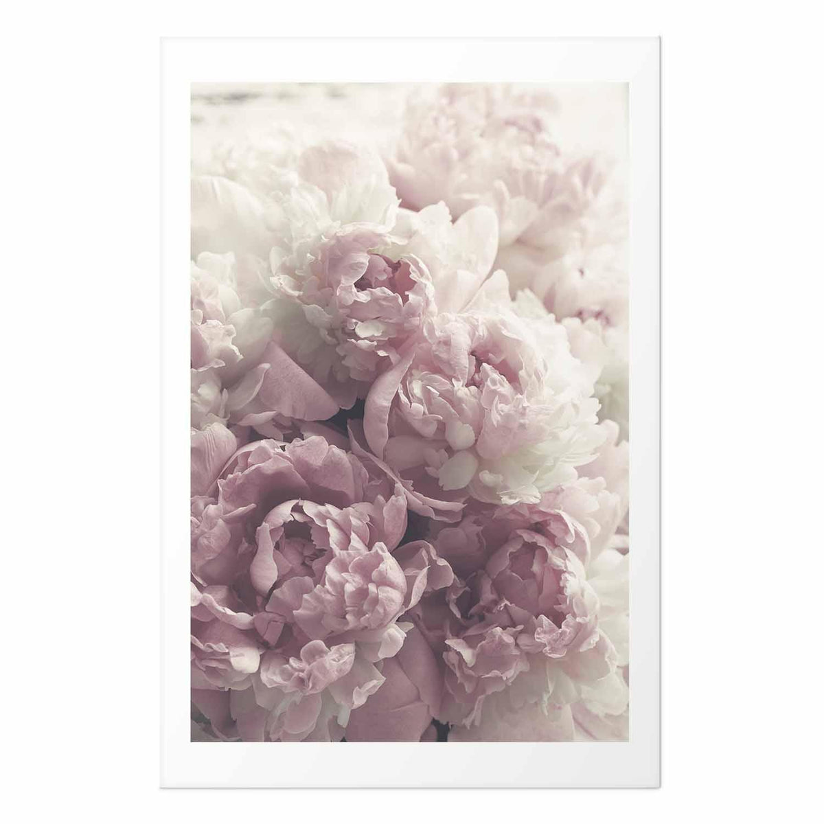Poster - Delicate Peonies