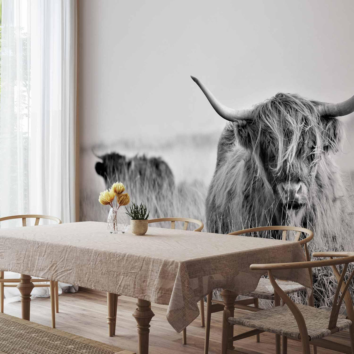 Fototapete - Highland Cattle