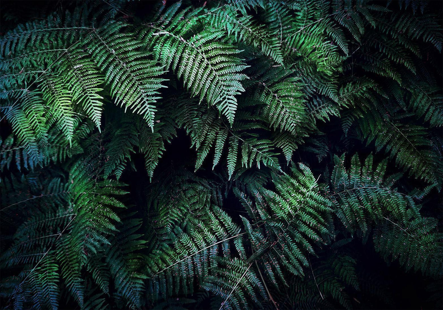 Fototapete – Geheimnisvolles Dickicht mit botanischem Flair