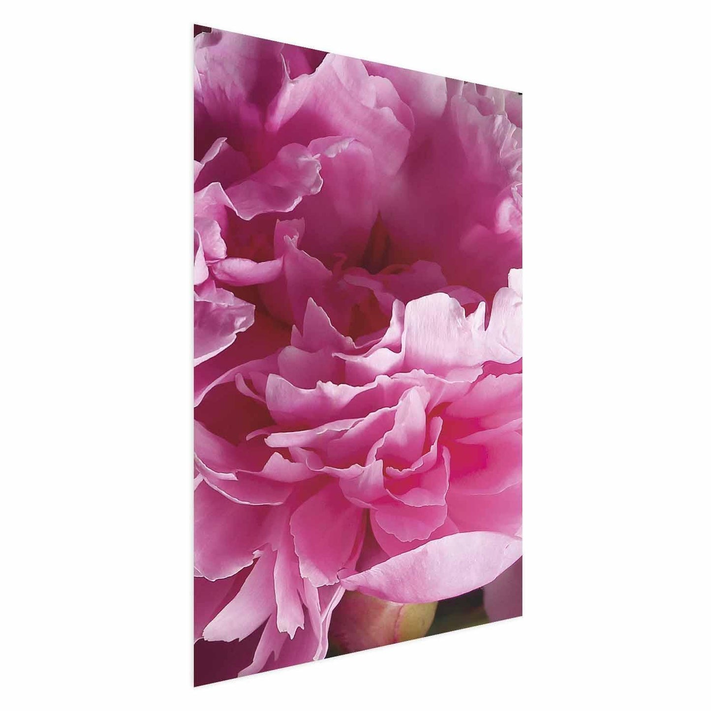 Poster - Beautiful Peonies Artgeist