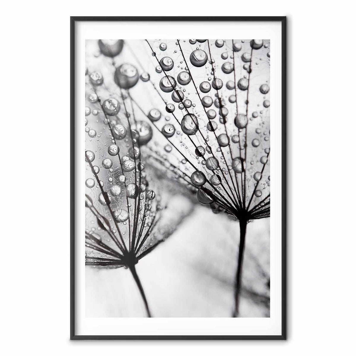 Poster - Macro Dew