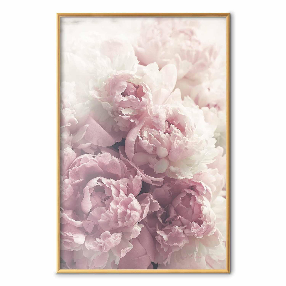 Poster - Delicate Peonies