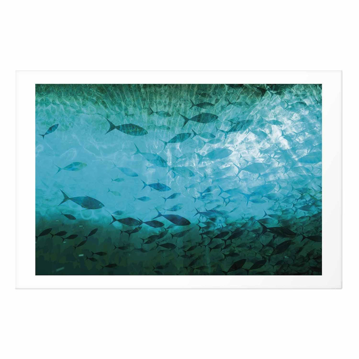 Poster - Group of Dark Fish