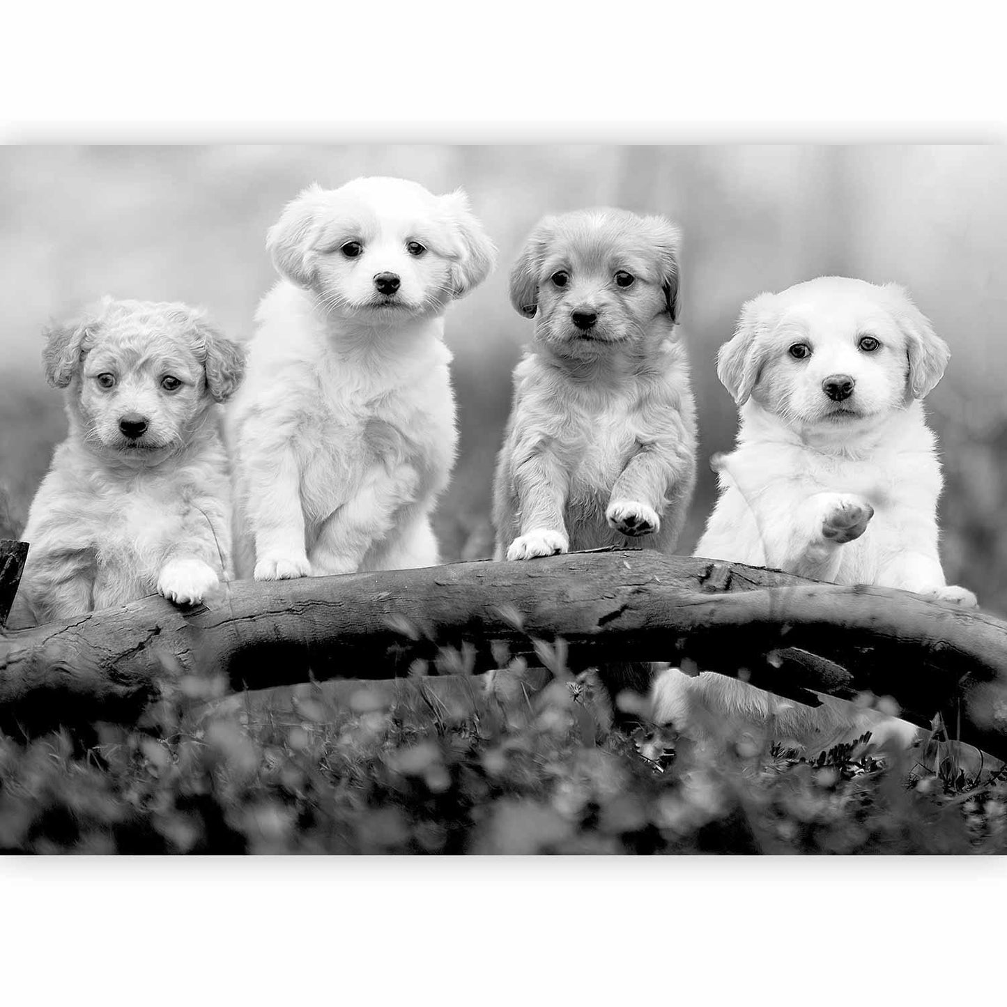 Tapete Hunde
