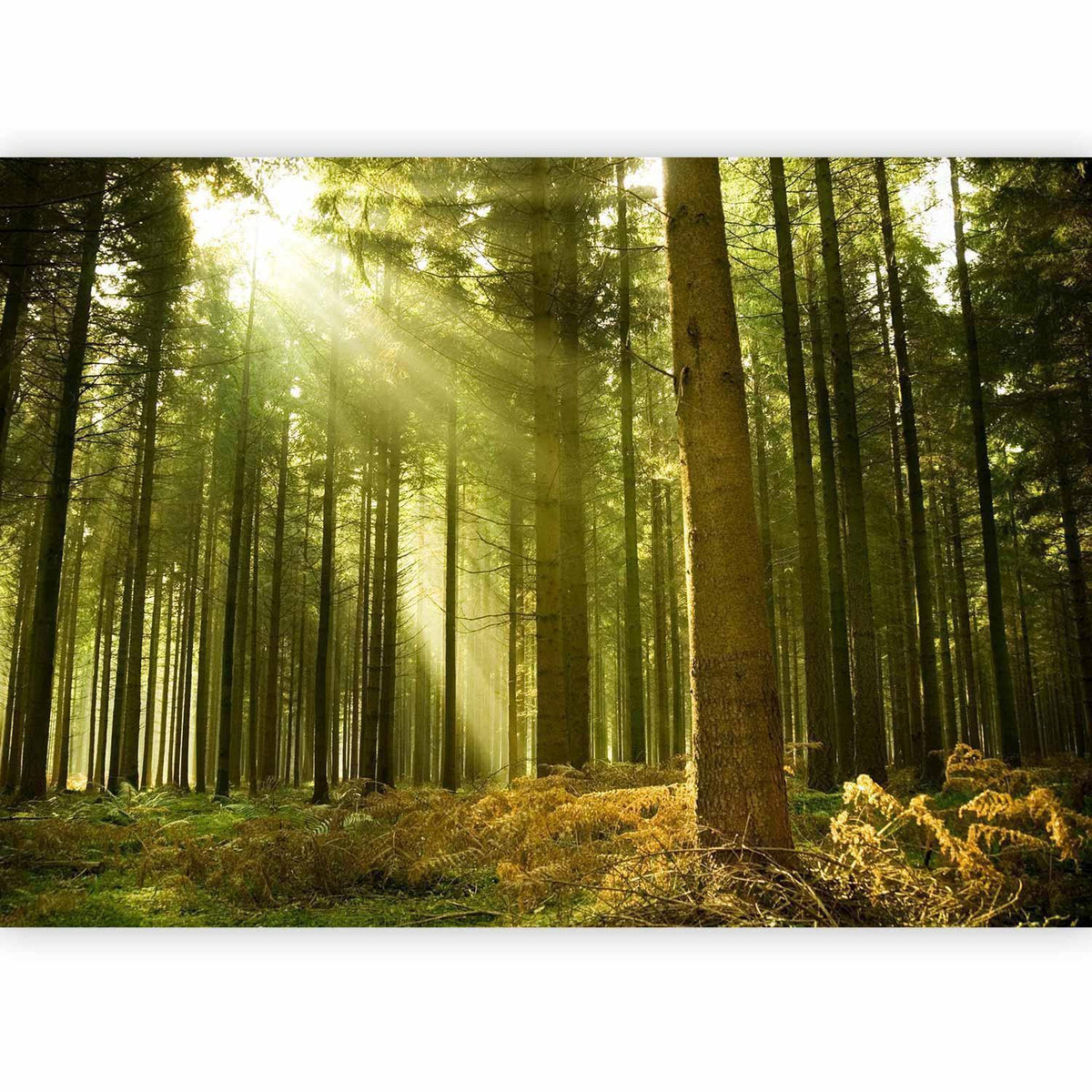 Fototapete Kiefernwald im Morgenlicht – Dichter Nadelwald in goldener Sonne