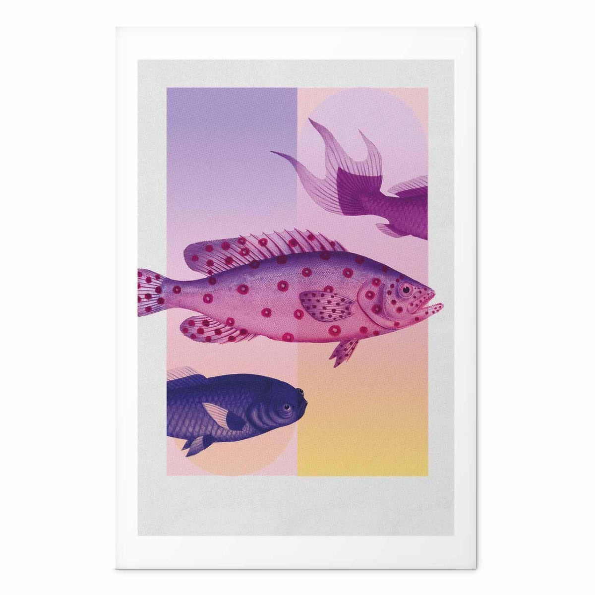 Poster - Fantastic Fish - artistic illustration of fish on a colorful background