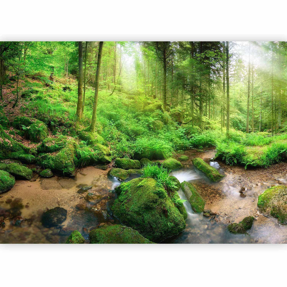 Fototapete - Humid Forest
