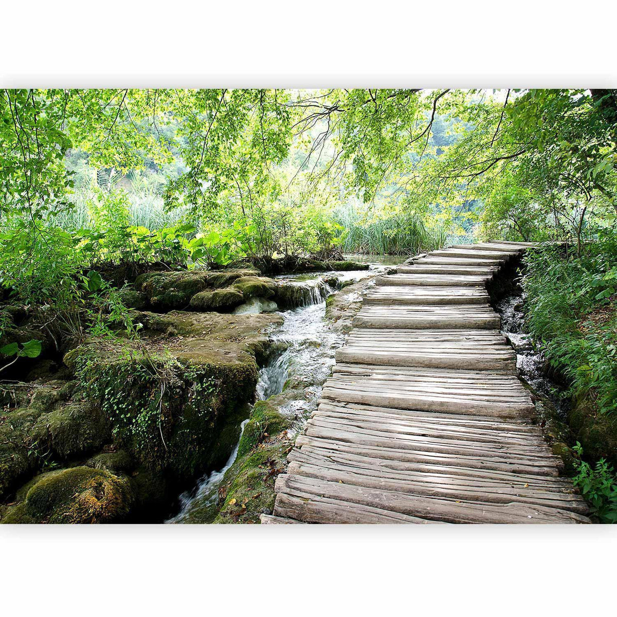 Fototapete - Forest path