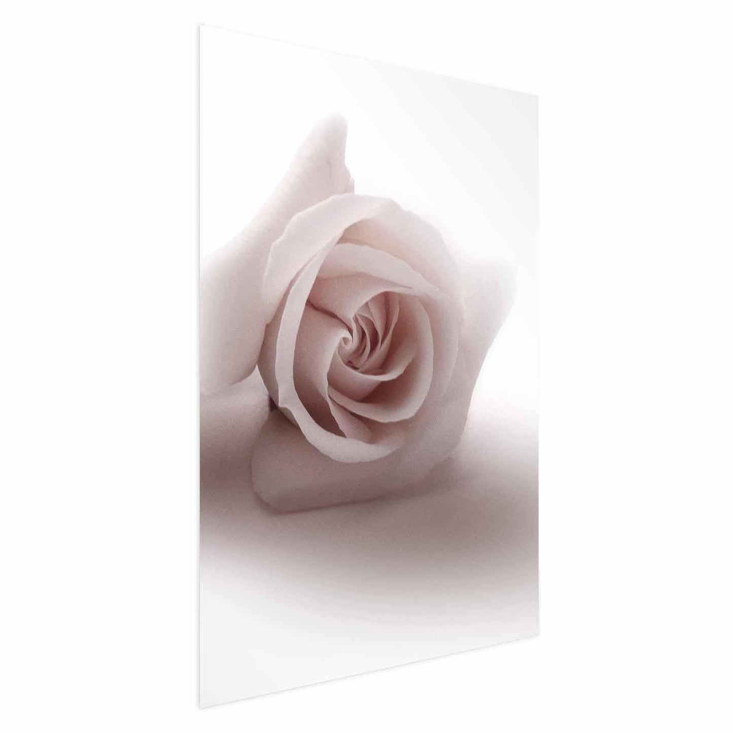 Poster - Rose Shadow Artgeist