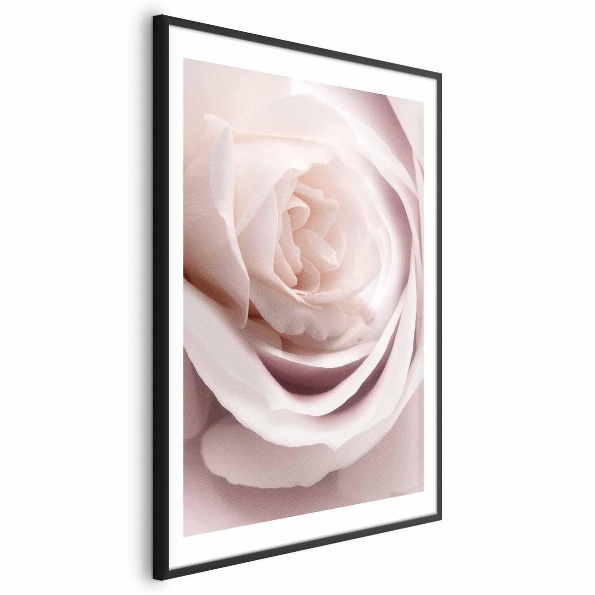 Poster - Porcelain Rose