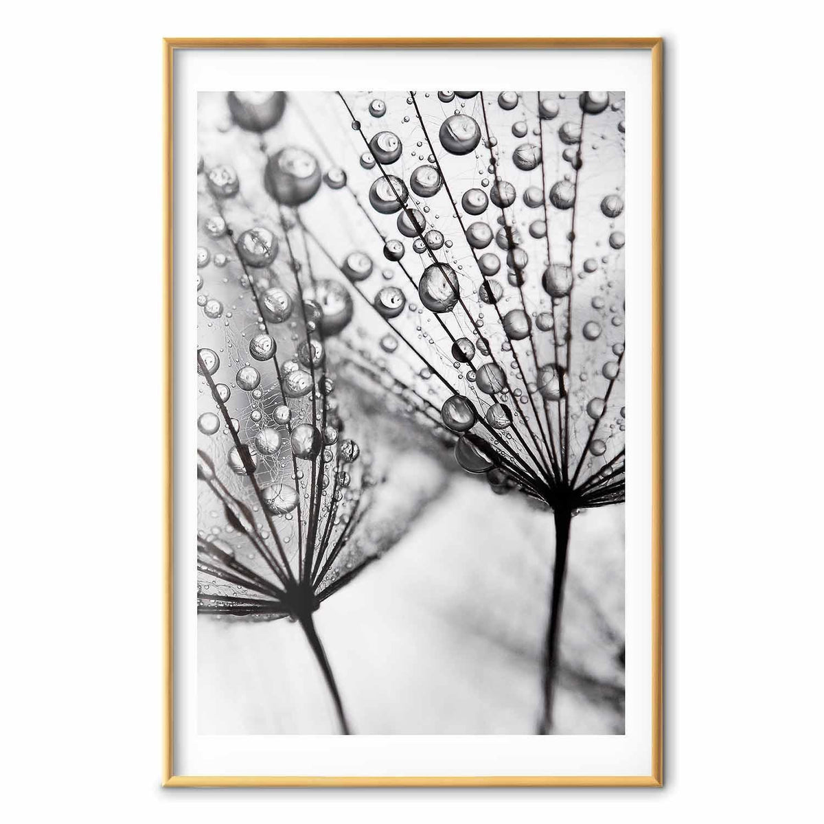 Poster - Macro Dew