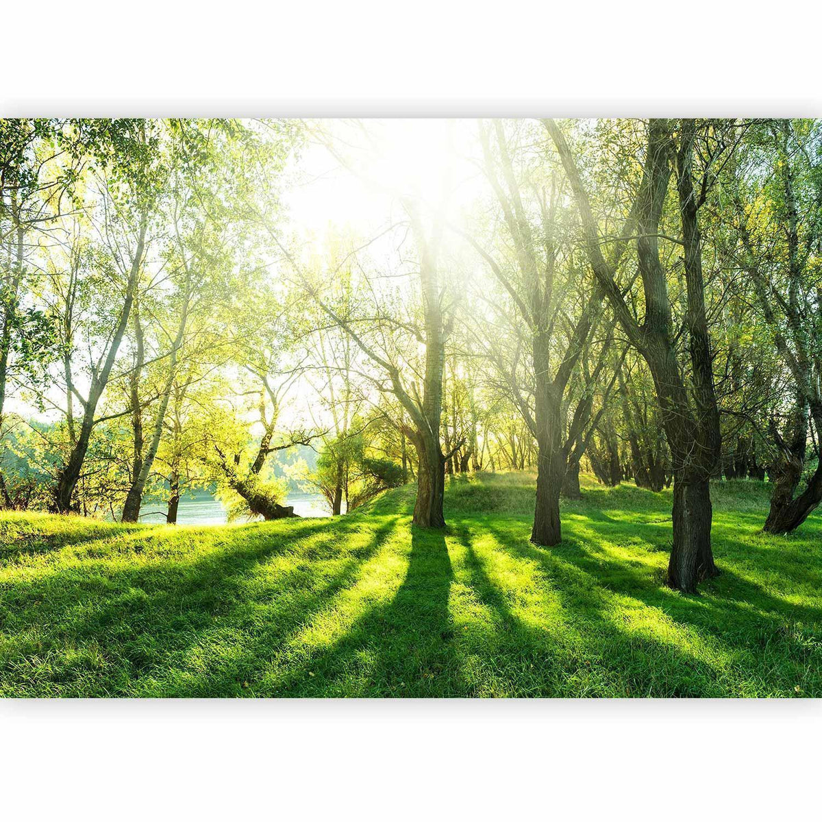 Fototapete - Sunny May Day