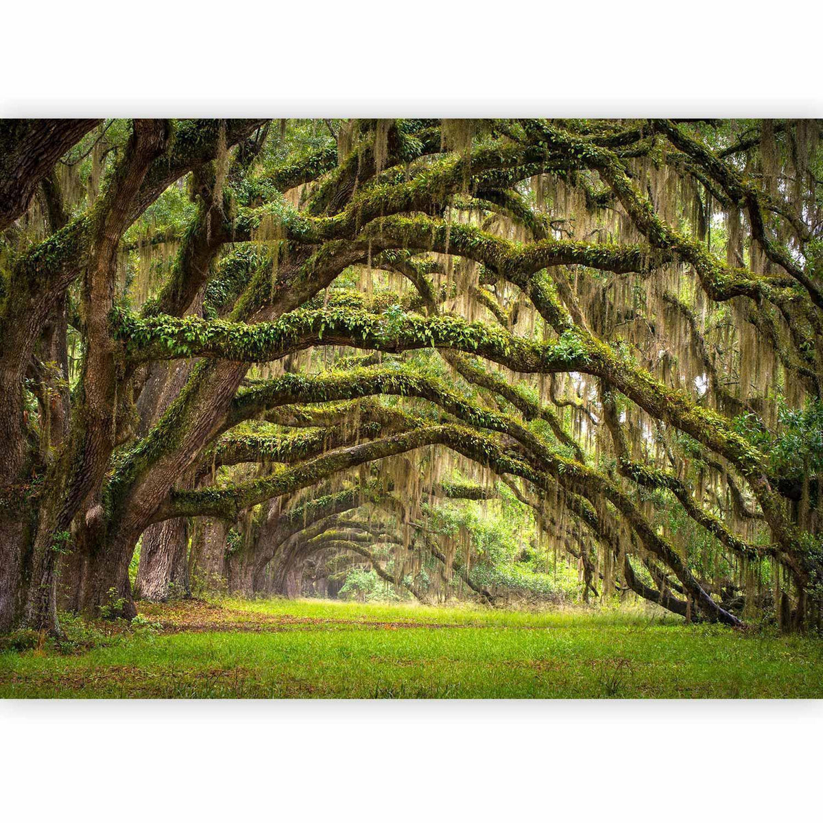 Fototapete - Tree embrace