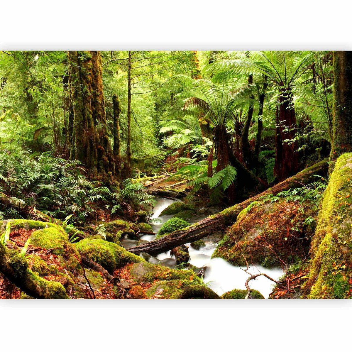 Fototapete - Forest Brook