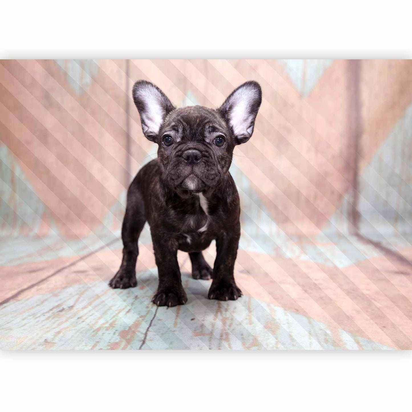 Fototapete - French Bulldog Artgeist