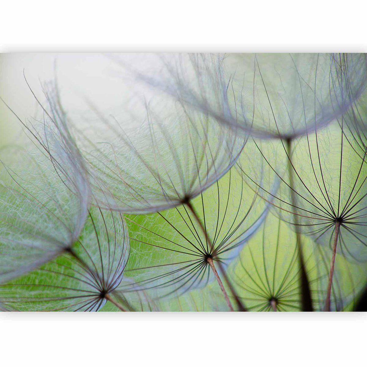 Fototapete - Fleeting moments