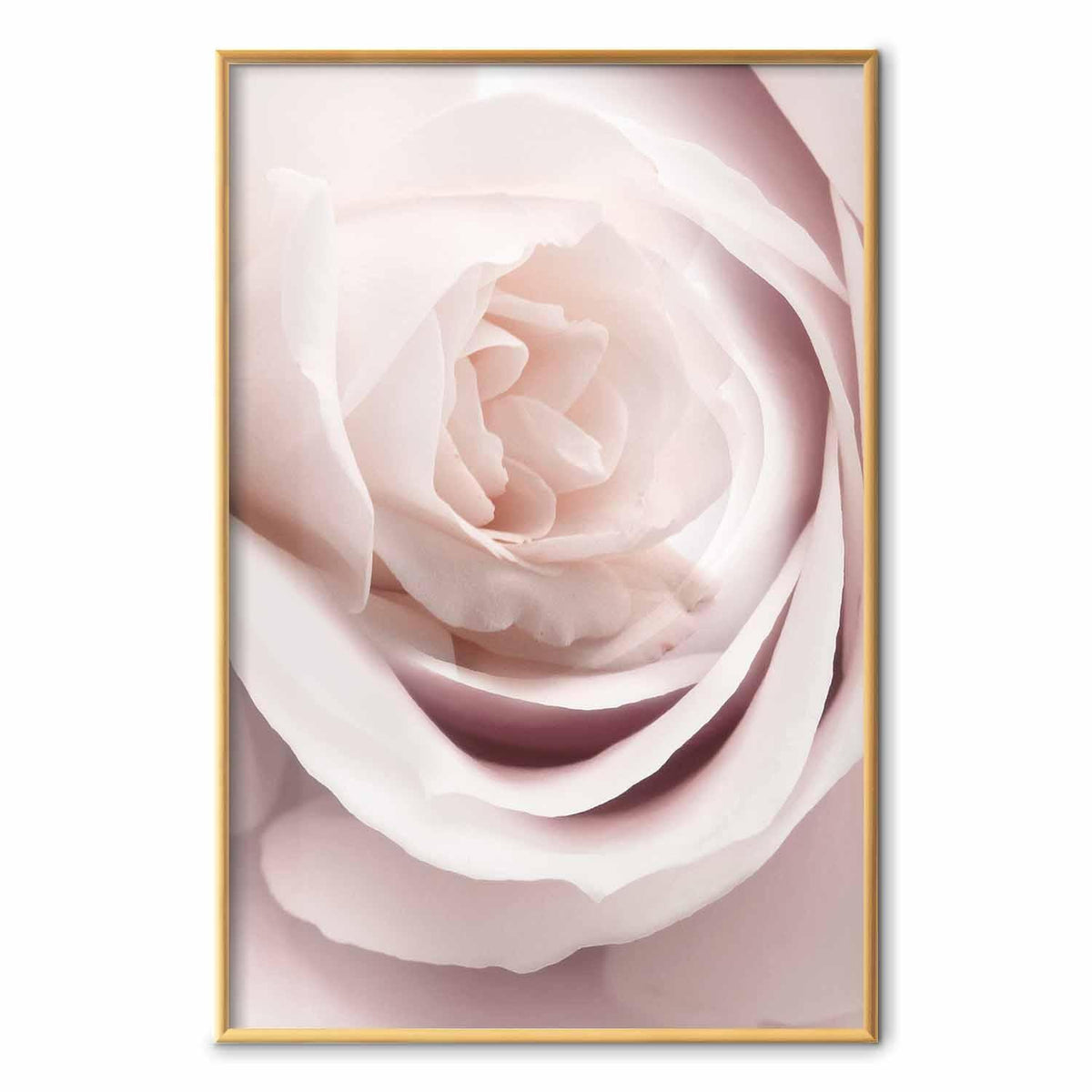 Poster - Porcelain Rose