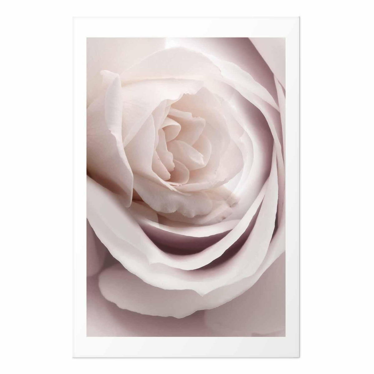 Poster - Porcelain Rose