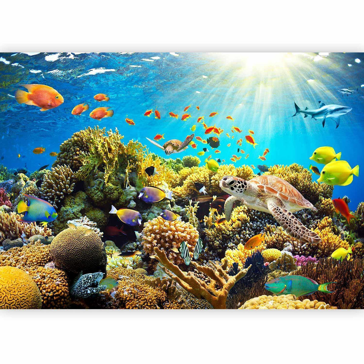 Fototapete Unterwasserwelt – Bunte Fische & Meereslandschaft