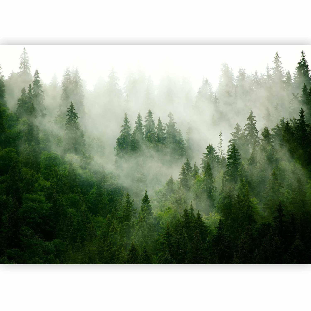 Fototapete Gebirgswald Grün – Majestätische Nadelwälder Natur