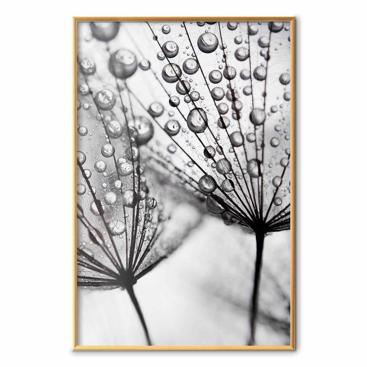 Poster - Macro Dew