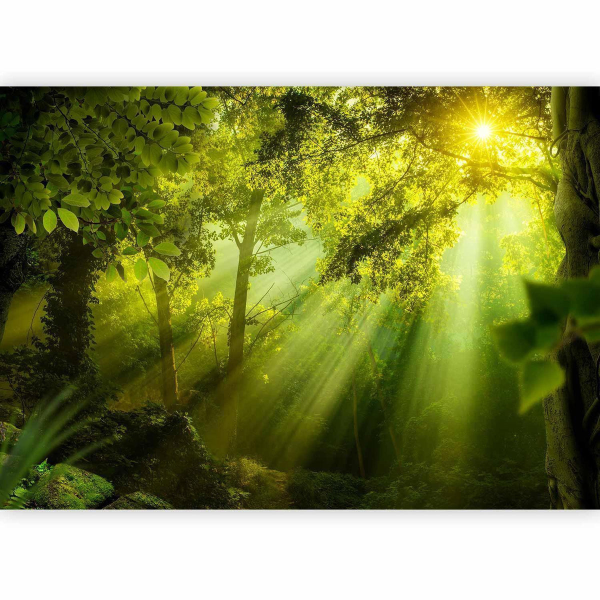 Fototapete Geheimer Wald – Mystische Waldlandschaft mit nebligen Bäumen