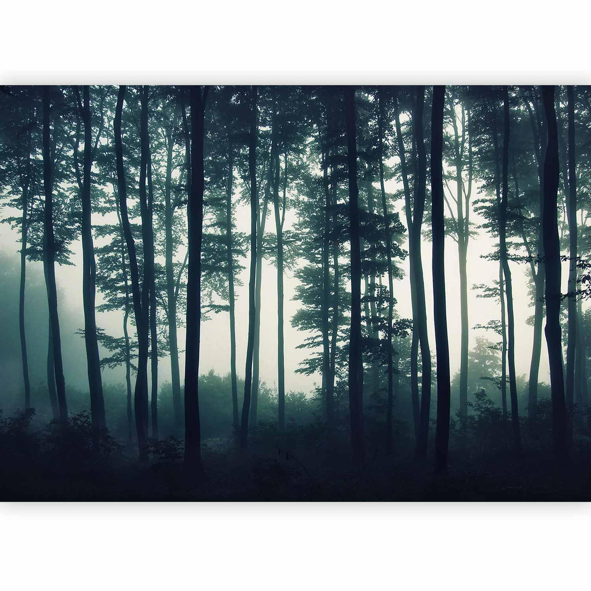 Fototapete - Dark Forest
