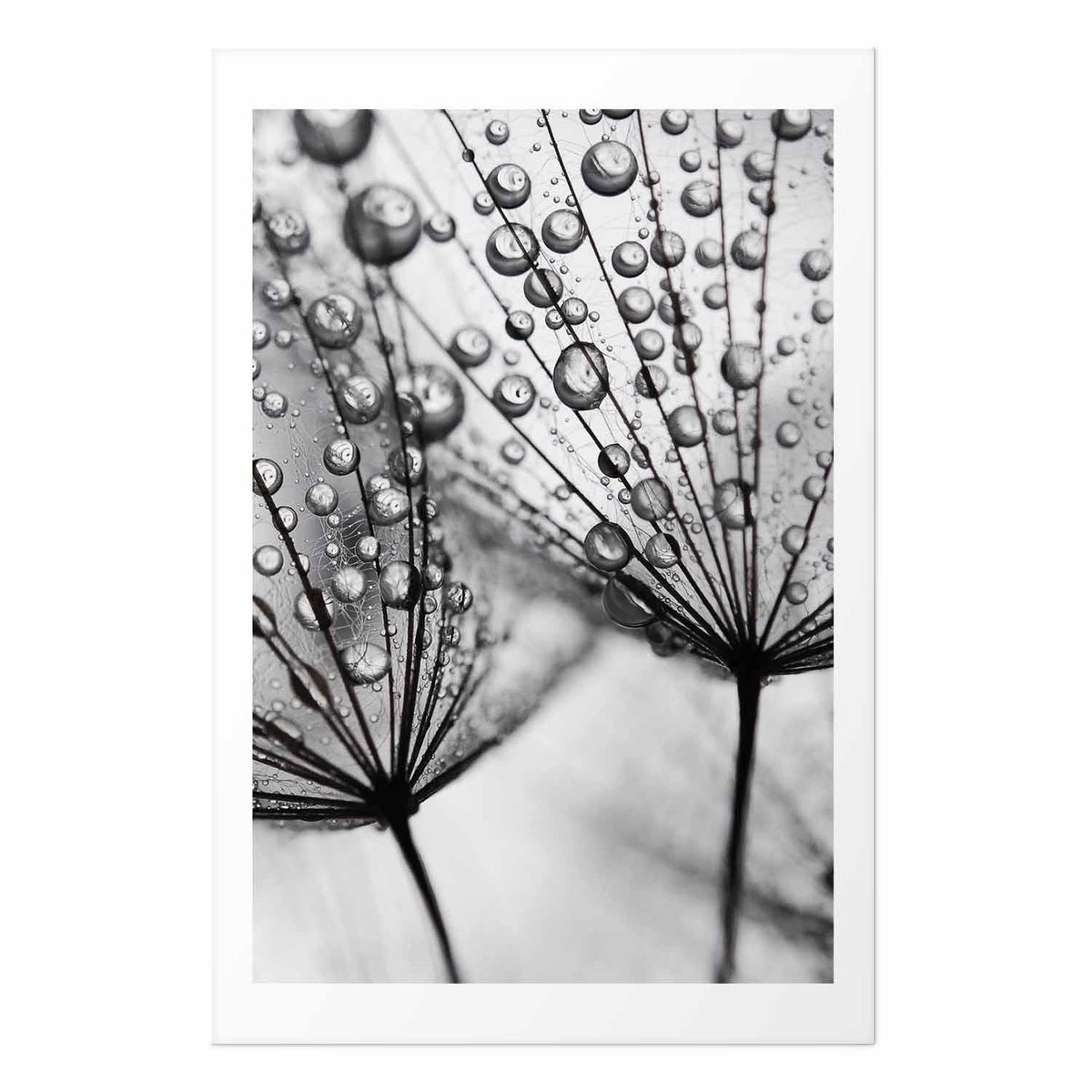 Poster - Macro Dew