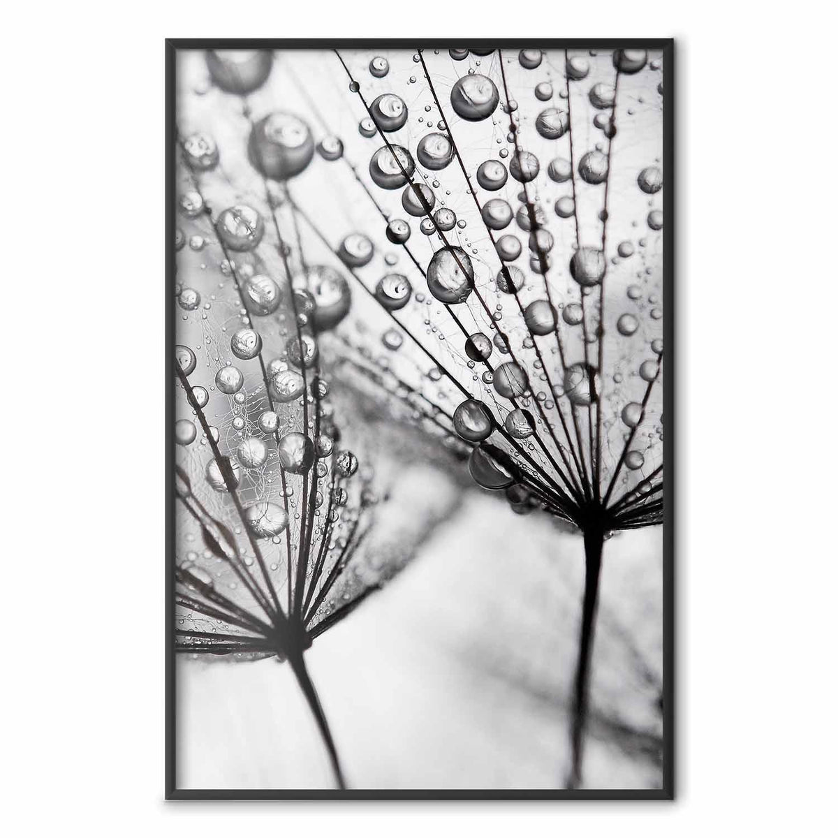 Poster - Macro Dew