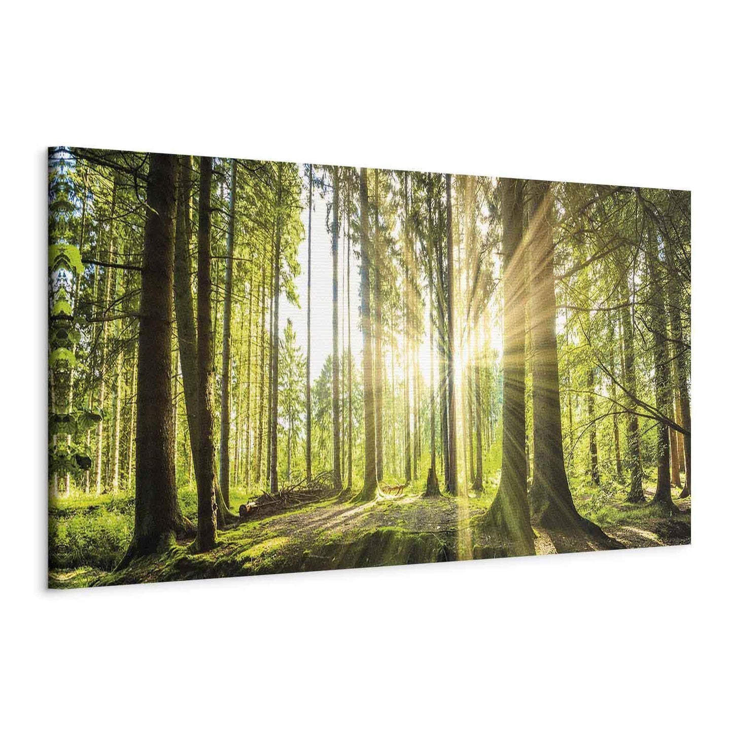 Leinwandbild „Tageslicht“ – Sanftes Sonnenlicht trifft Natur