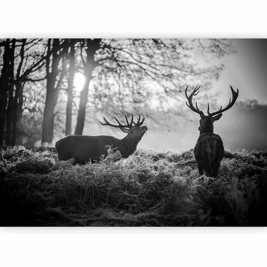 Fototapete - Deers in the Morning