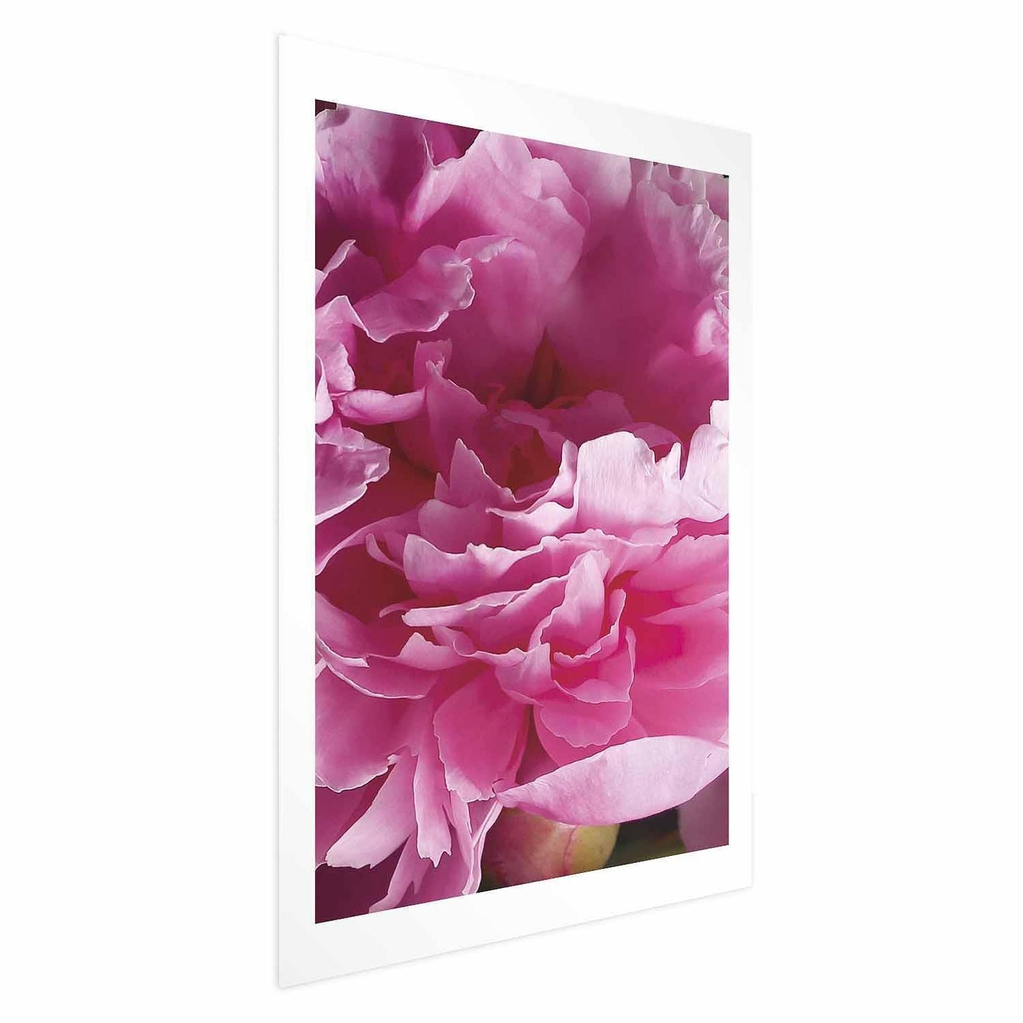 Poster - Beautiful Peonies Artgeist