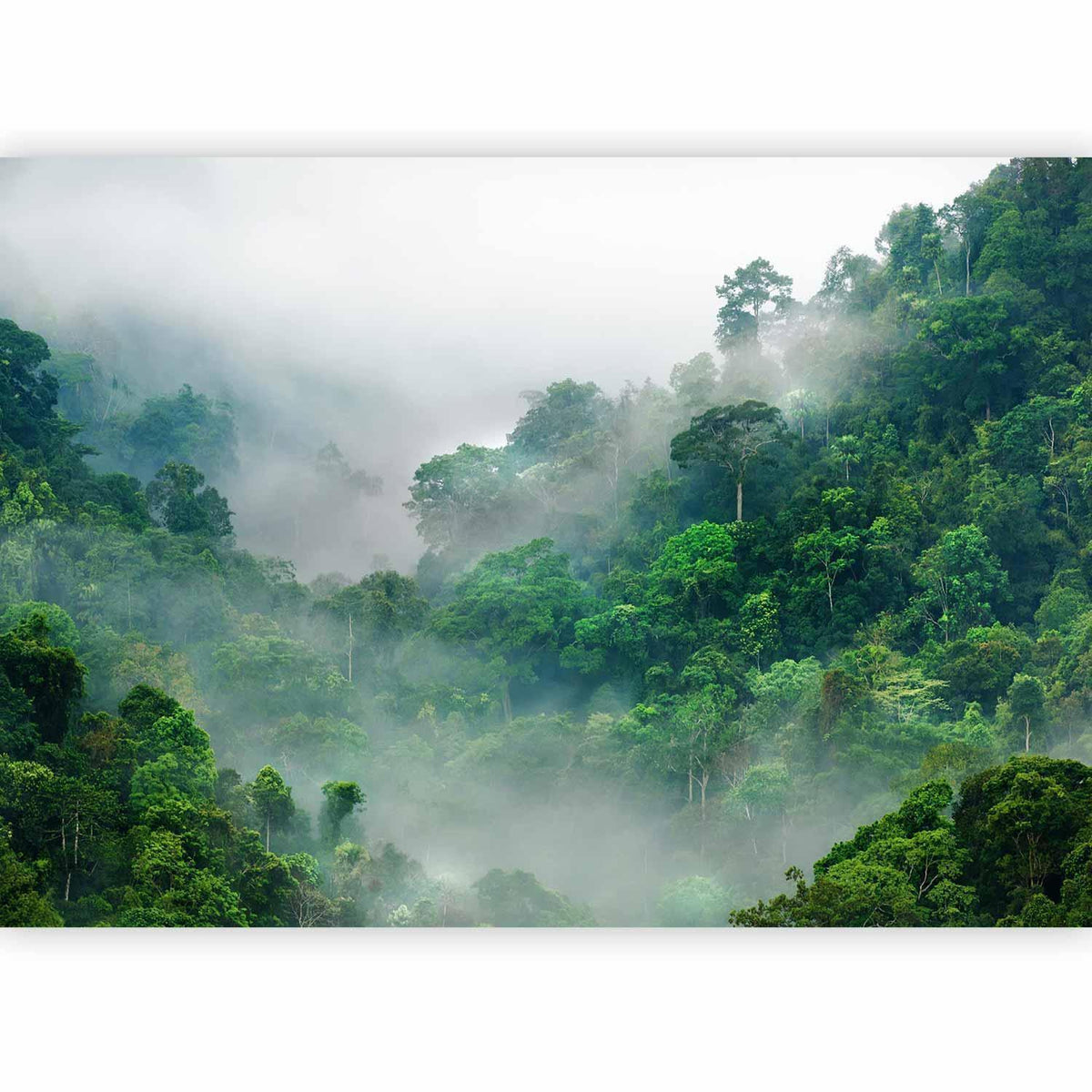Fototapete - Morning Fog