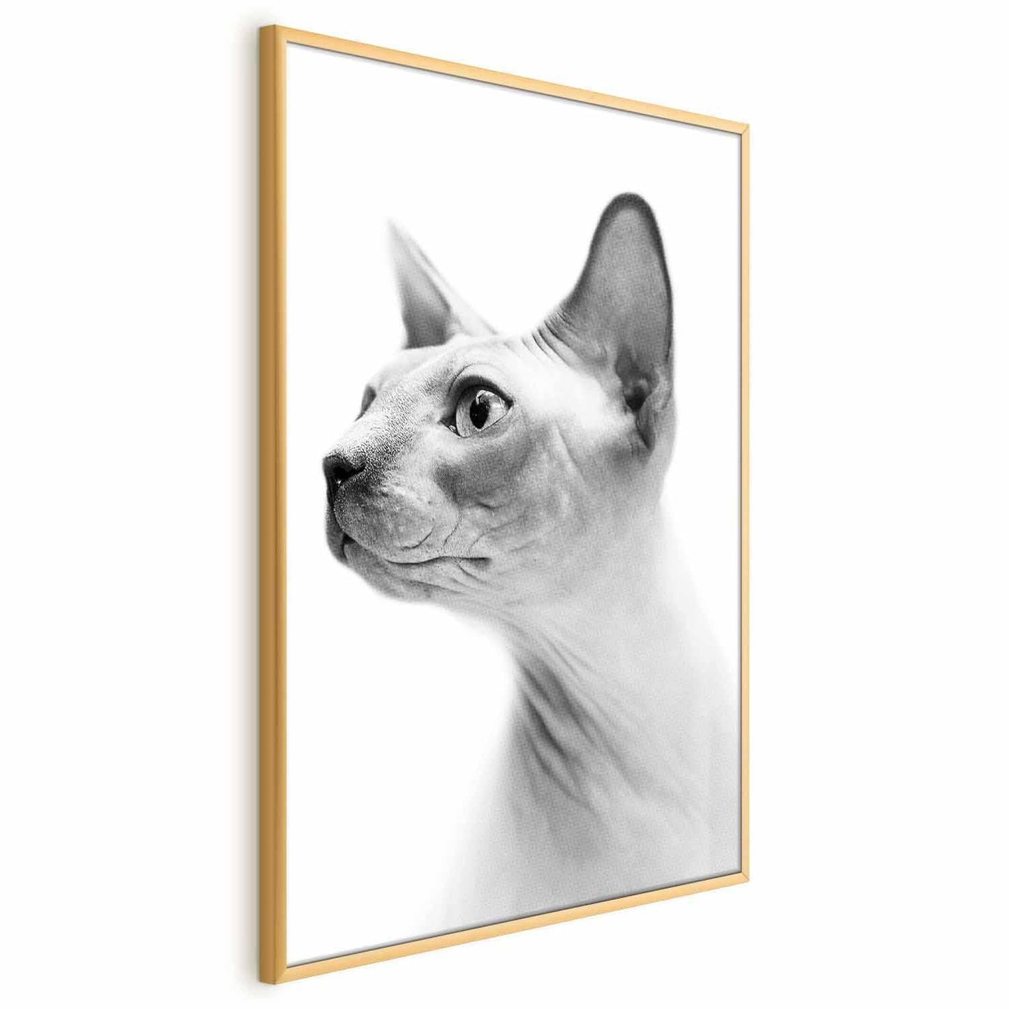 Poster - Hairless Cat Artgeist