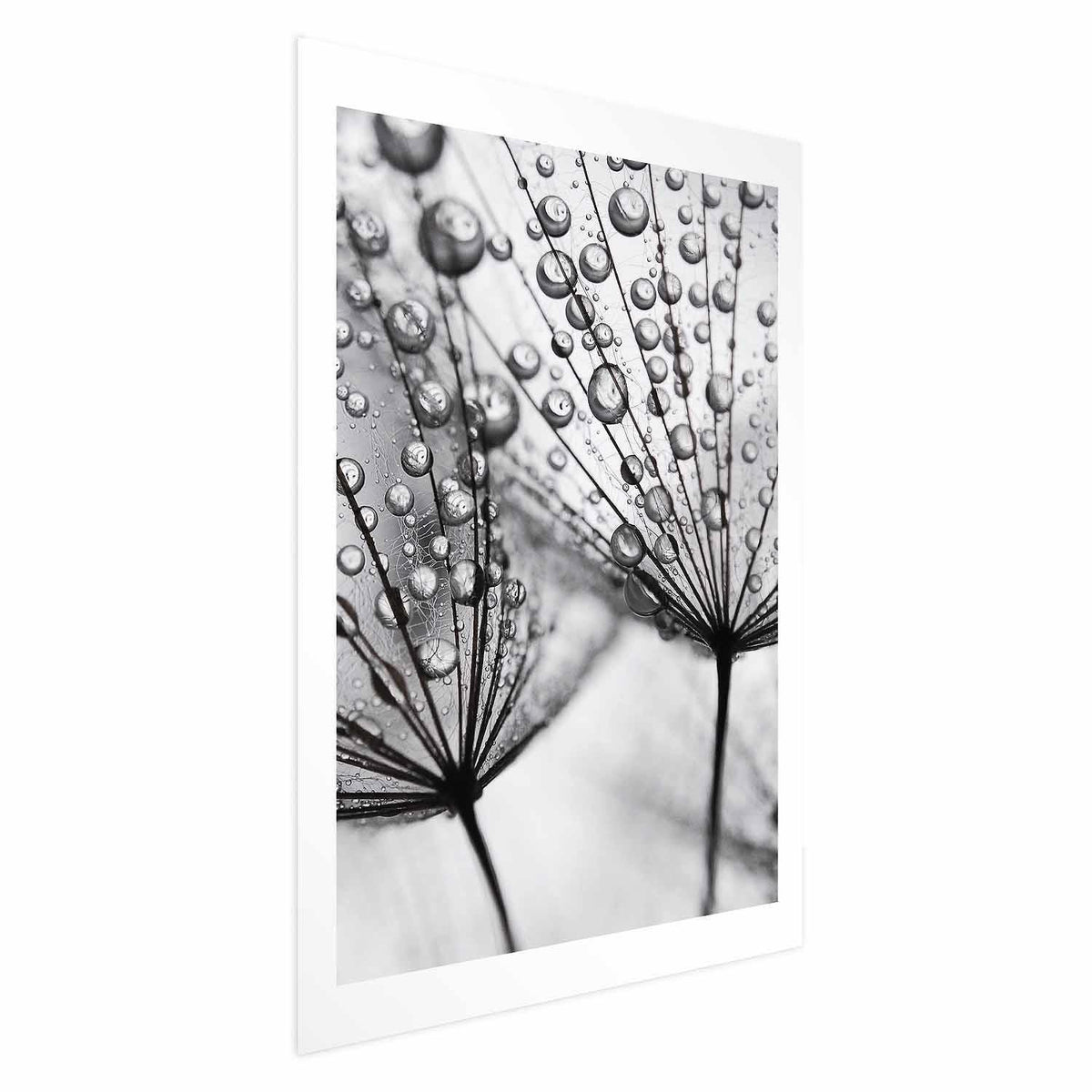 Poster - Macro Dew