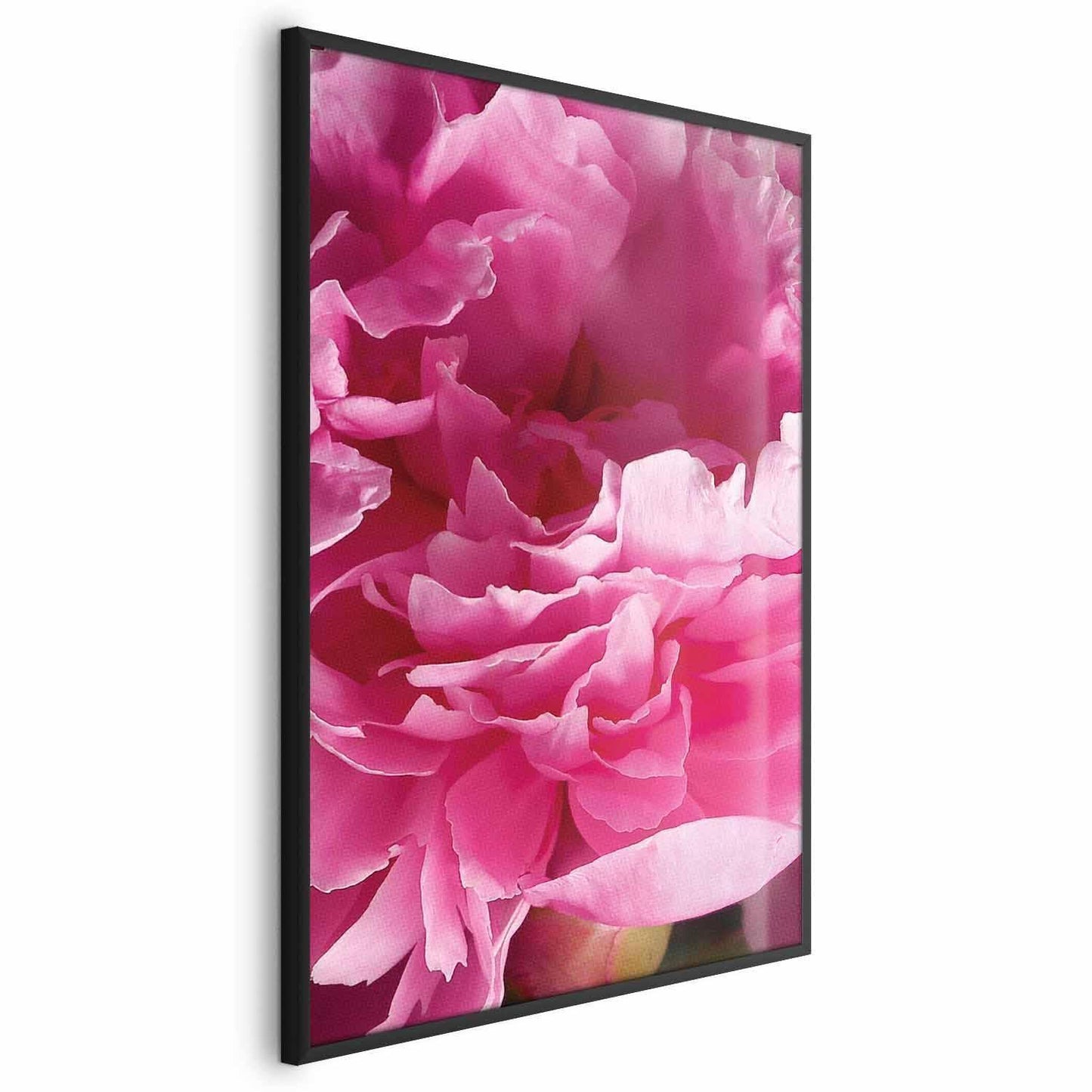 Poster - Beautiful Peonies Artgeist