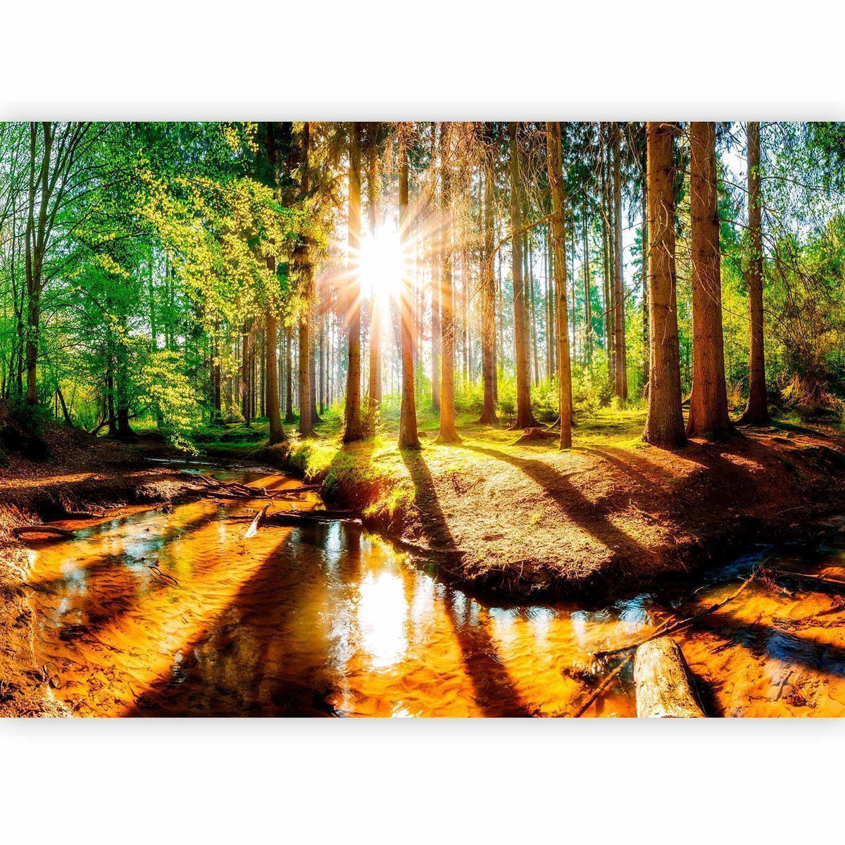 Fototapete - Marvelous Forest