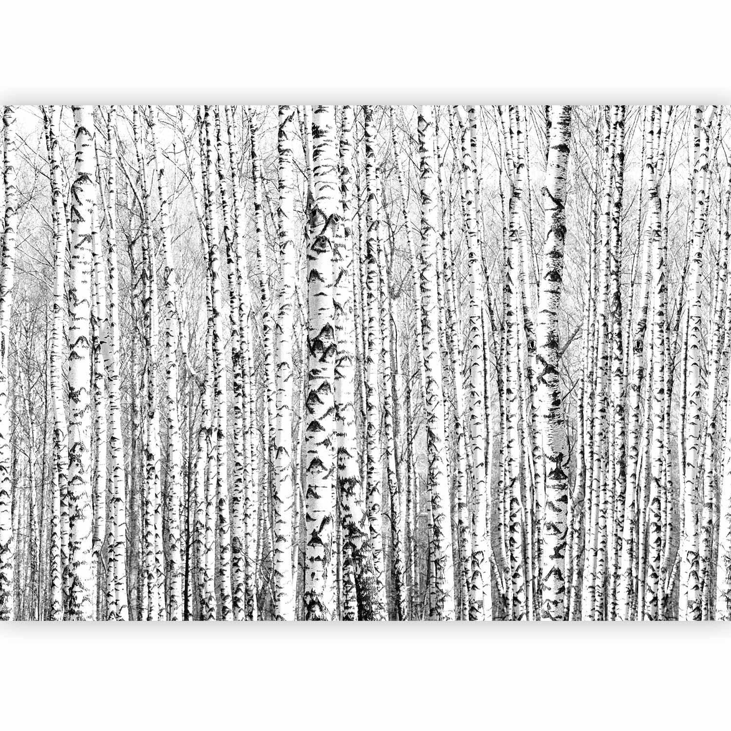 Fototapete - Birch forest Artgeist