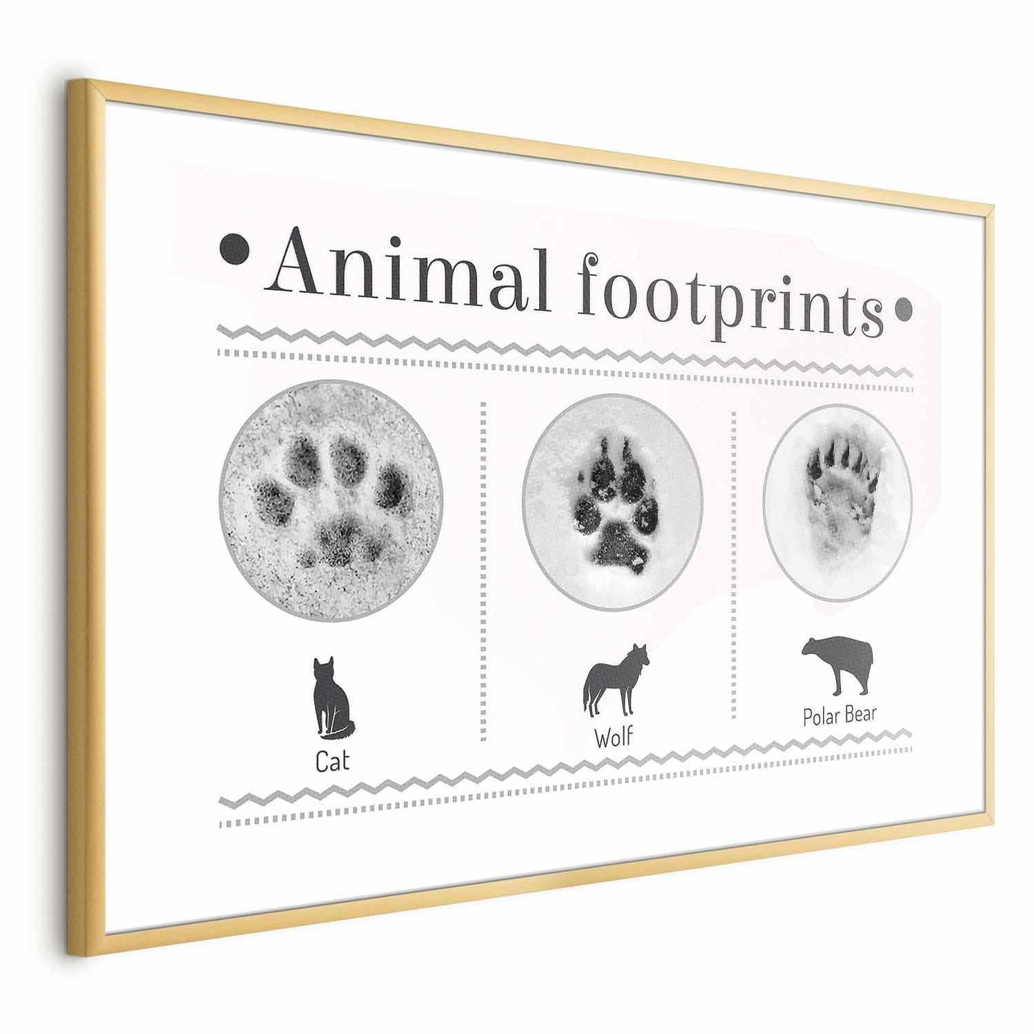 Animal footprints poster with paw print illustrations and gold frame.