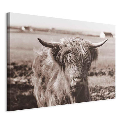 Leinwandbild - A Scottish Cow in Sepia