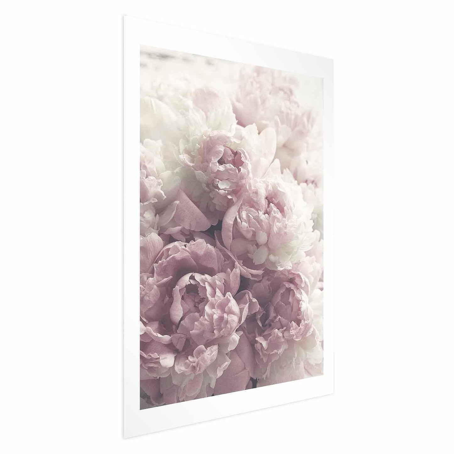 Blumenposter mit rosa Pfingstrosen in Pastelltönen

