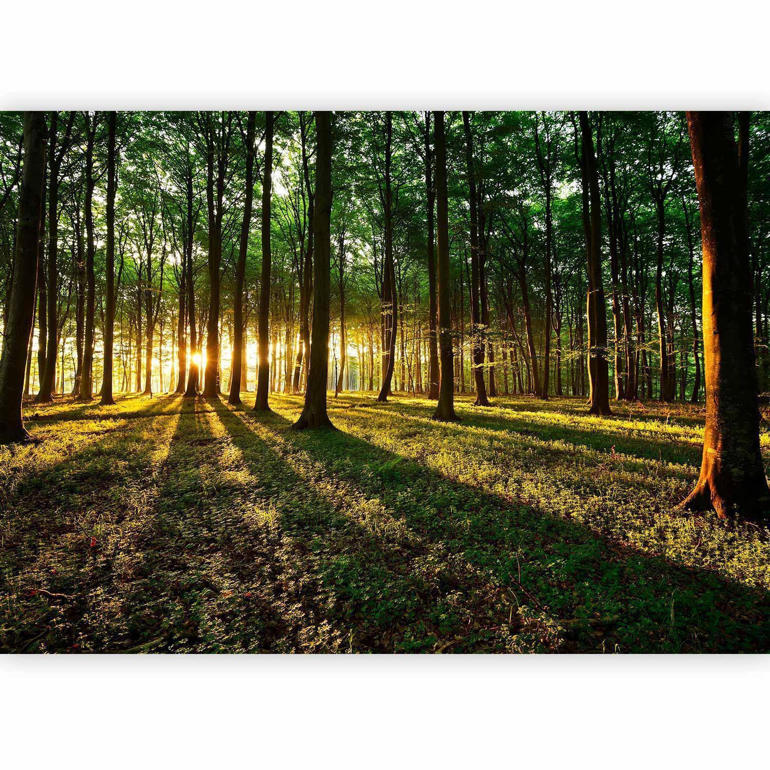 Fototapete - Spring: Morning in the Forest Artgeist