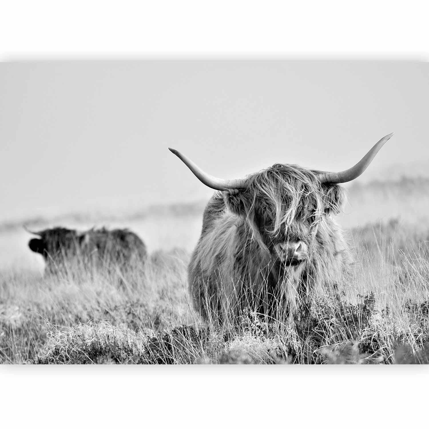 Fototapete - Highland Cattle Artgeist