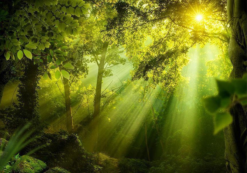 Fototapete Geheimer Wald – Magische Waldszenerie für dein Zuhause Sawelt